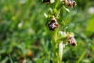 Ophrys attica